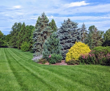 Landscape Maintenance Arlington Va